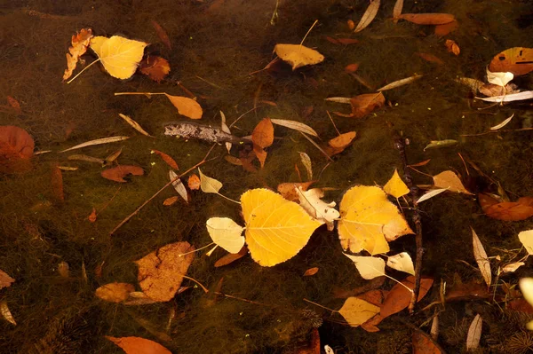 Bir su düşmüş aşağı sarı yapraklarda ile sonbahar Etüt