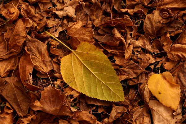 L'étude automnale des feuilles tombées — Photo