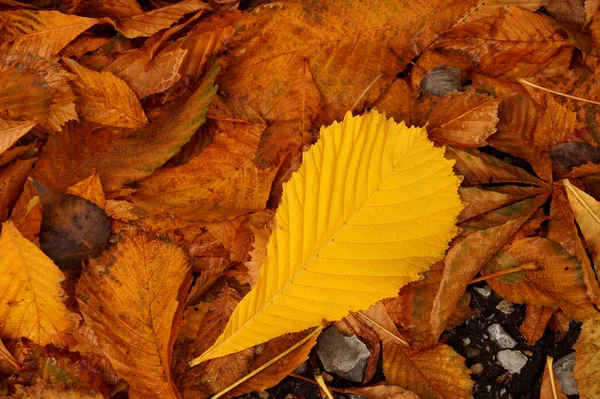 Autunno etude da foglie cadute — Foto Stock