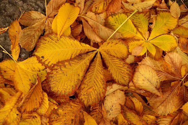 Autumn etude from fallen leaves — Stock Photo, Image