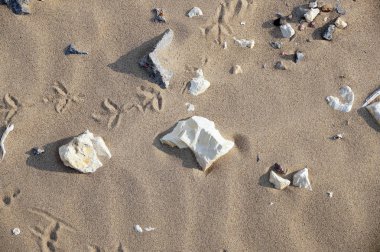 Kum ve taş bir plajda