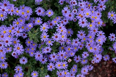 Sentyabrinki'nın adı altında sonbahar çiçekler