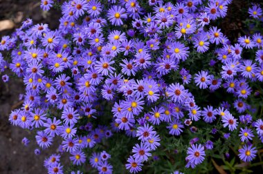 Sentyabrinki'nın adı altında sonbahar çiçekler