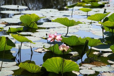 Nilüferler Volga Nehri'nin bir sel Akdağ