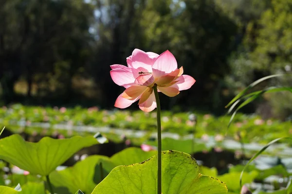 小さな池の蓮の花 — ストック写真