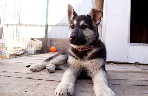 Cachorro jovem do cão pastor da Europa Oriental — Fotografia de Stock