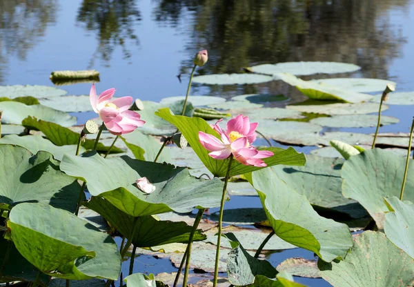 stock image Lotuses in a flood plain of the Volga River in the Volgograd region in Russia