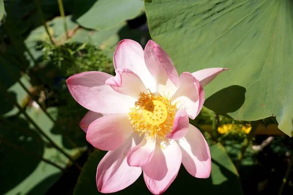 ヴォルゴグラード地方の小さな貯水池にある蓮の花 — ストック写真