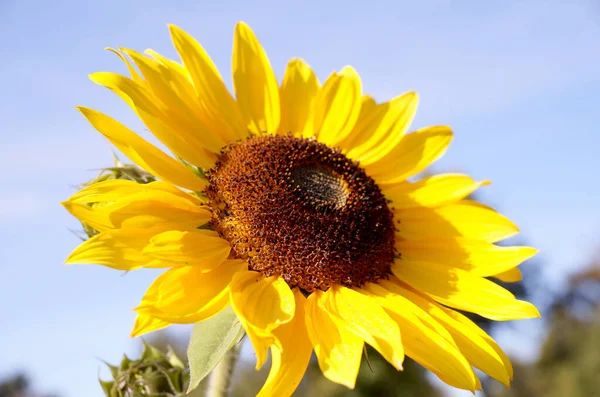 Ripe Sunflowers Fields Waiting Harvest Slovakia — Stock Photo, Image