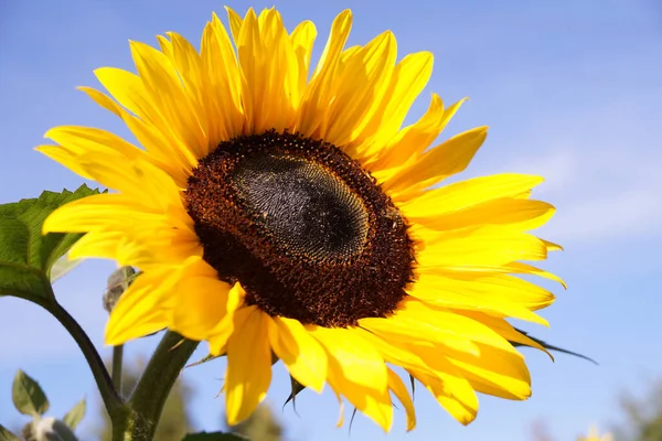 Ripe Sunflowers Fields Waiting Harvest Slovakia — Stock Photo, Image