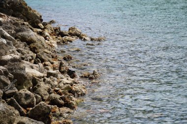 Florida 'nın güneyindeki körfezde gün ışığında kayalar.