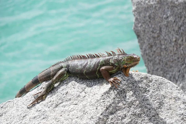 南の海岸 南のフロリダの湾によって岩の上に太陽の下に横たわるイグアナ — ストック写真