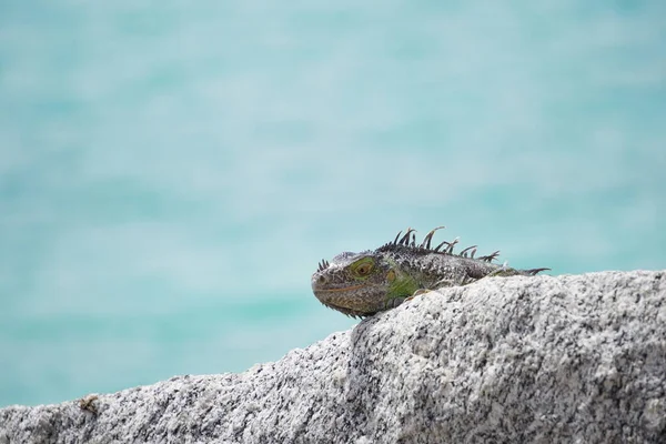 Iguanas Que Põem Sol Rochas Pela Baía Praia Sul Miami — Fotografia de Stock