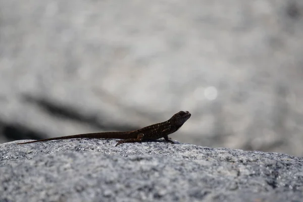 Iguanas Que Põem Sol Rochas Pela Baía Praia Sul Miami — Fotografia de Stock