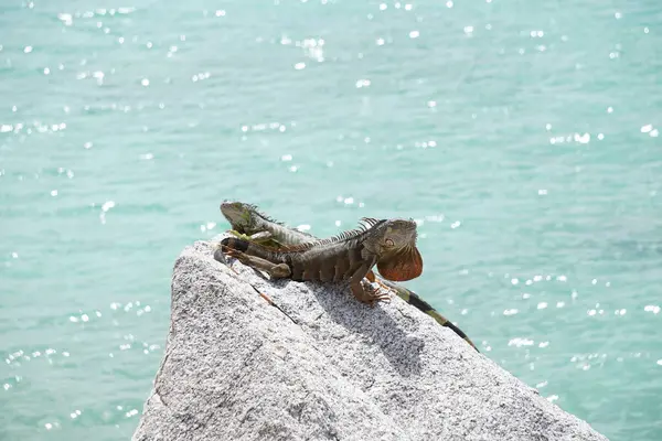 Iguanas Puestas Sol Las Rocas Junto Bahía Playa Sur Miami —  Fotos de Stock