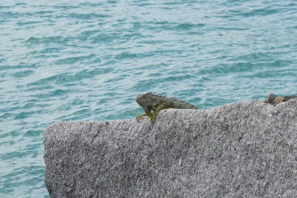 南の海岸 南のフロリダの湾によって岩の上に太陽の下に横たわるイグアナ — ストック写真