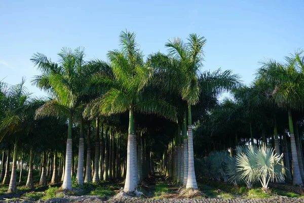 Linia Palm Szkółce Drzew Palmowych — Zdjęcie stockowe