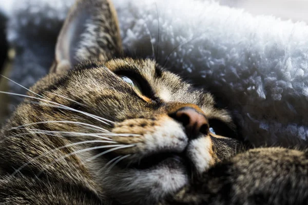 Porträt Einer Katze Beim Einschlafen — Stockfoto