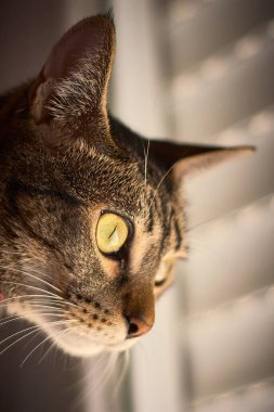 Güzel çizgili bir kedi yalan söylüyor