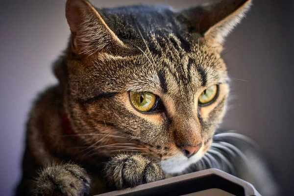 Lindo Gato Listrado Deitado — Fotografia de Stock