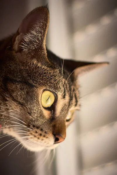 Lindo Gato Listrado Deitado — Fotografia de Stock