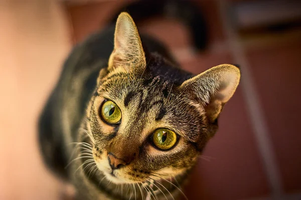 Eine Schöne Gestreifte Katze Liegt — Stockfoto