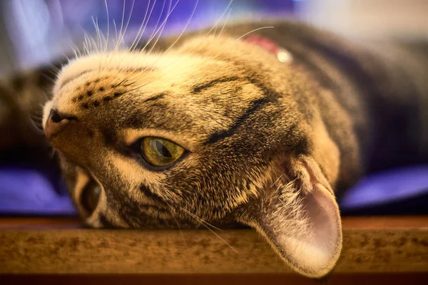 Eine Schöne Gestreifte Katze Liegt — Stockfoto
