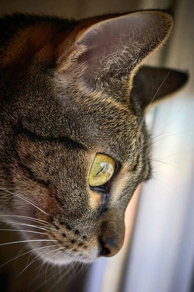 Lindo Gato Listrado Deitado — Fotografia de Stock