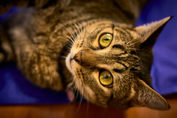 Eine Schöne Gestreifte Katze Liegt — Stockfoto