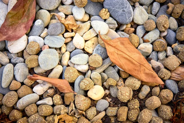Good Pattern Stones Dried Leaves — Stock Photo, Image