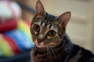 Güzel çizgili kedi bana poz veriyor.
