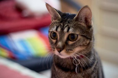 Güzel çizgili kedi bana poz veriyor.