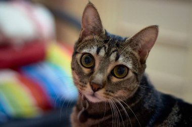 Güzel çizgili kedi bana poz veriyor.