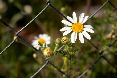 Tarlada papatya çiçeği