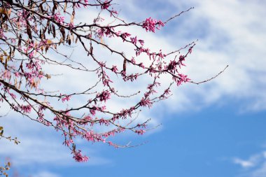 Güneşin altında ağaç dalları