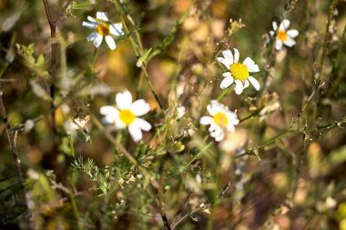 Tarlada papatya çiçeği
