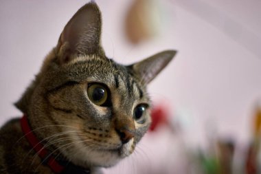 Bir tekir kediye yakın çekim