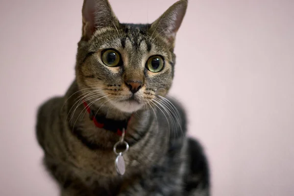 Nahaufnahme Einer Gestromten Katze — Stockfoto