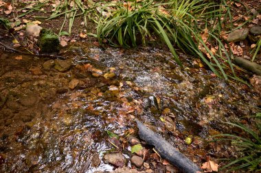 Granada 'daki Alhambra bahçesinden bitkiler.