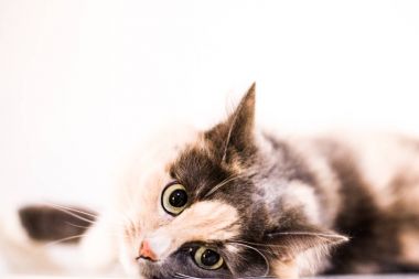 Bir kedi yalan ve sana bakmak