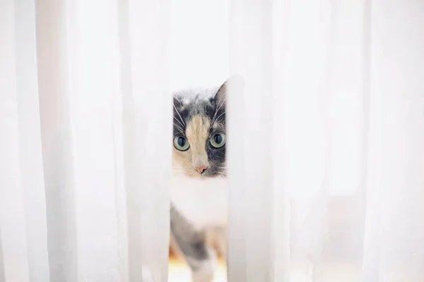 Красивая кошка смотрит на вас — стоковое фото