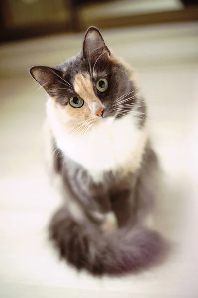 Piękny kot siedzi i patrzy na Ciebie — Zdjęcie stockowe