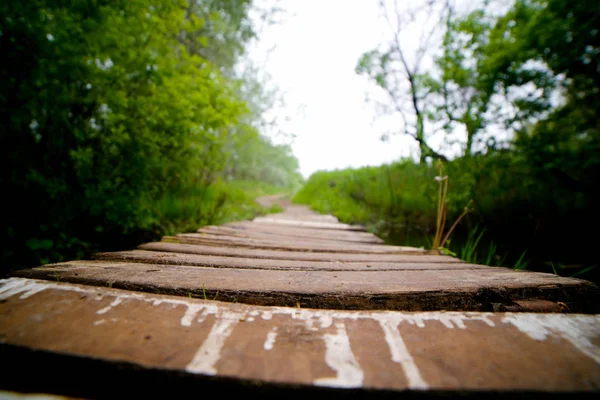 Un largo camino por los árboles — Foto de Stock