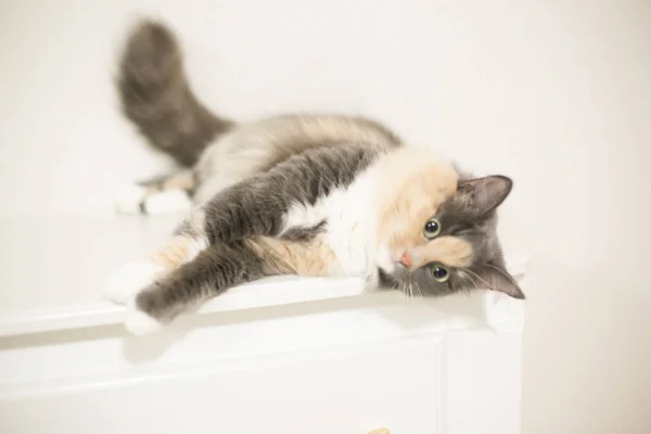 A cat is lying on the cupboard and looking at you — Stock Photo, Image