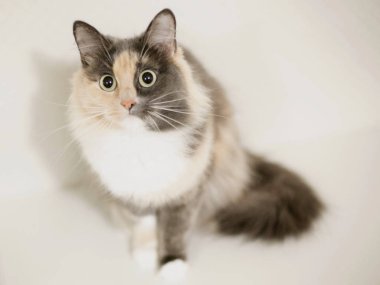 güzel bir kedi oturan ve sana bakmak 