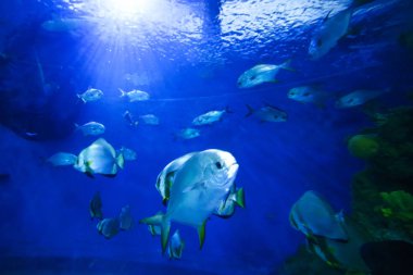  güzel renkli balık bir akvaryum