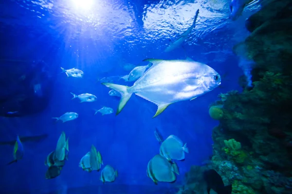 Güzel renkli balık bir akvaryum — Stok fotoğraf