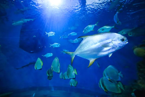 Mooie kleurrijke vissen in een aquarium — Stockfoto