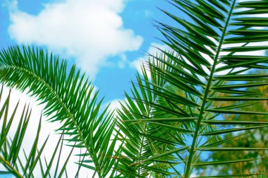 Parlak tropikal palmiye ağacı şaşırtıcı güneş ve mavi gökyüzü arka plan beyaz bulutlar ile yaprak