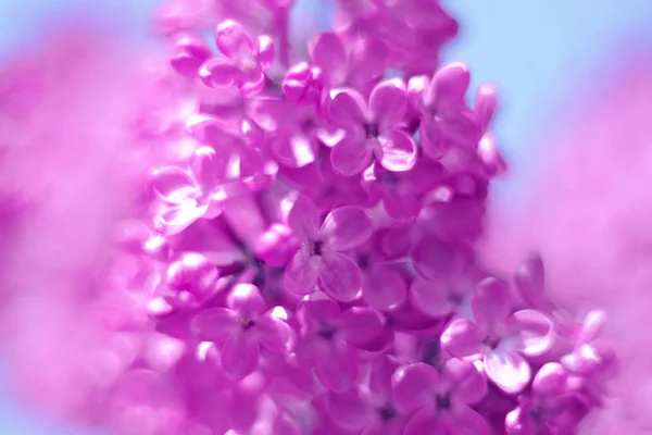 Amazing beautiful isolated pink flowers lilac on a blue sky background — Stock Photo, Image